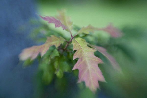 Maine, Harpswell Oak leaves in early autumn